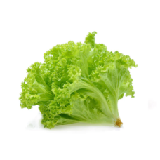 GREEN CORAL LETTUCE (KG)