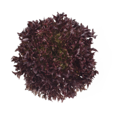 TRIPLEX LETTUCE (KG)